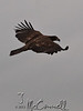 SmugMug > all-time keyword > eagle > for framming photo