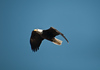 SmugMug > all-time keyword > eagle > Bald eagle at Squaw Creek National Wildlife Refuge