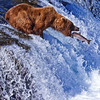 SmugMug > keywords > katmai > Wildlife photo