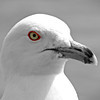SmugMug > keywords > redeye > The eye